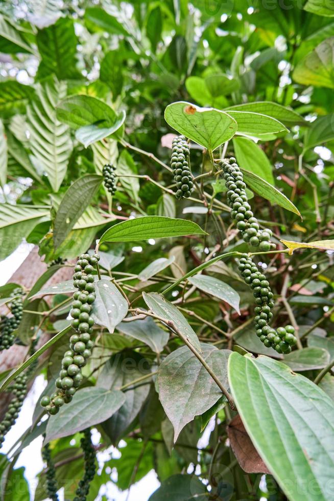 primer plano de la planta de pimienta negra plantada en un pequeño jardín. la pimienta negra está creciendo mucho en la plantación. foto