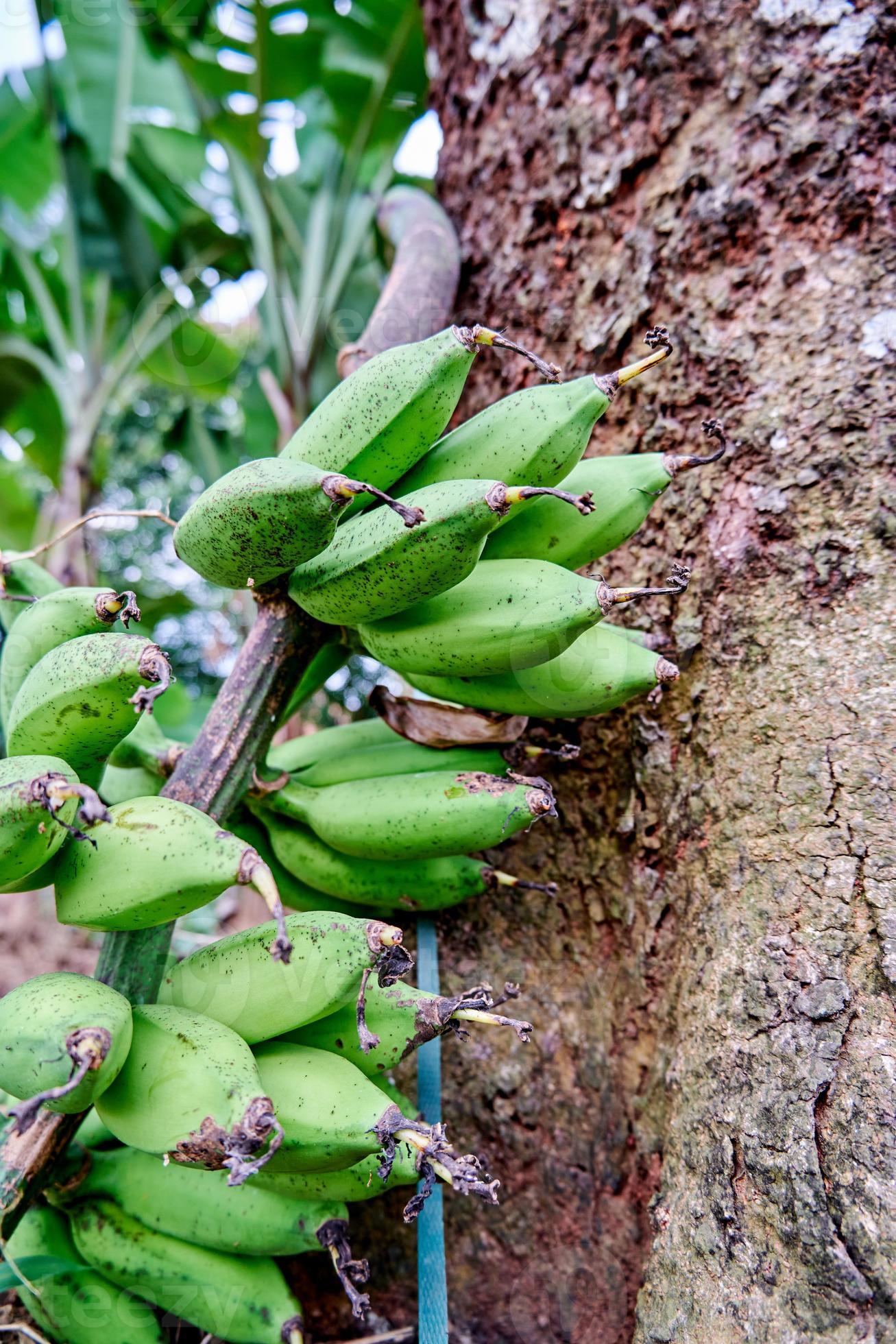 closeup of bananas in the garden growing. Fresh bananas are in the