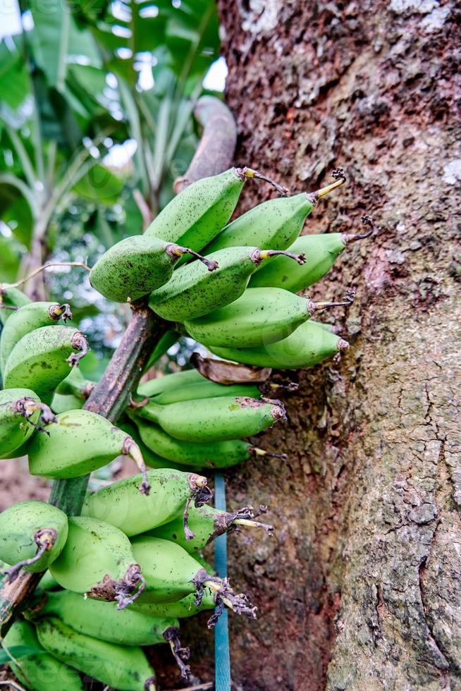 closeup of bananas in the garden growing. Fresh bananas are in the