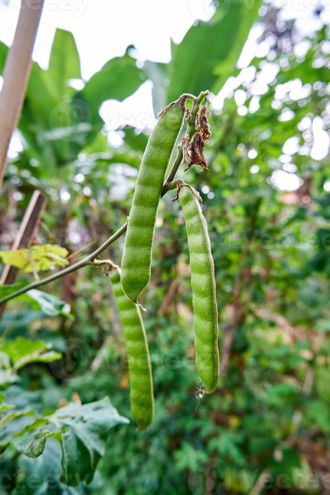 closeup of jicama seeds growing in a small garden 13679187 Stock Photo