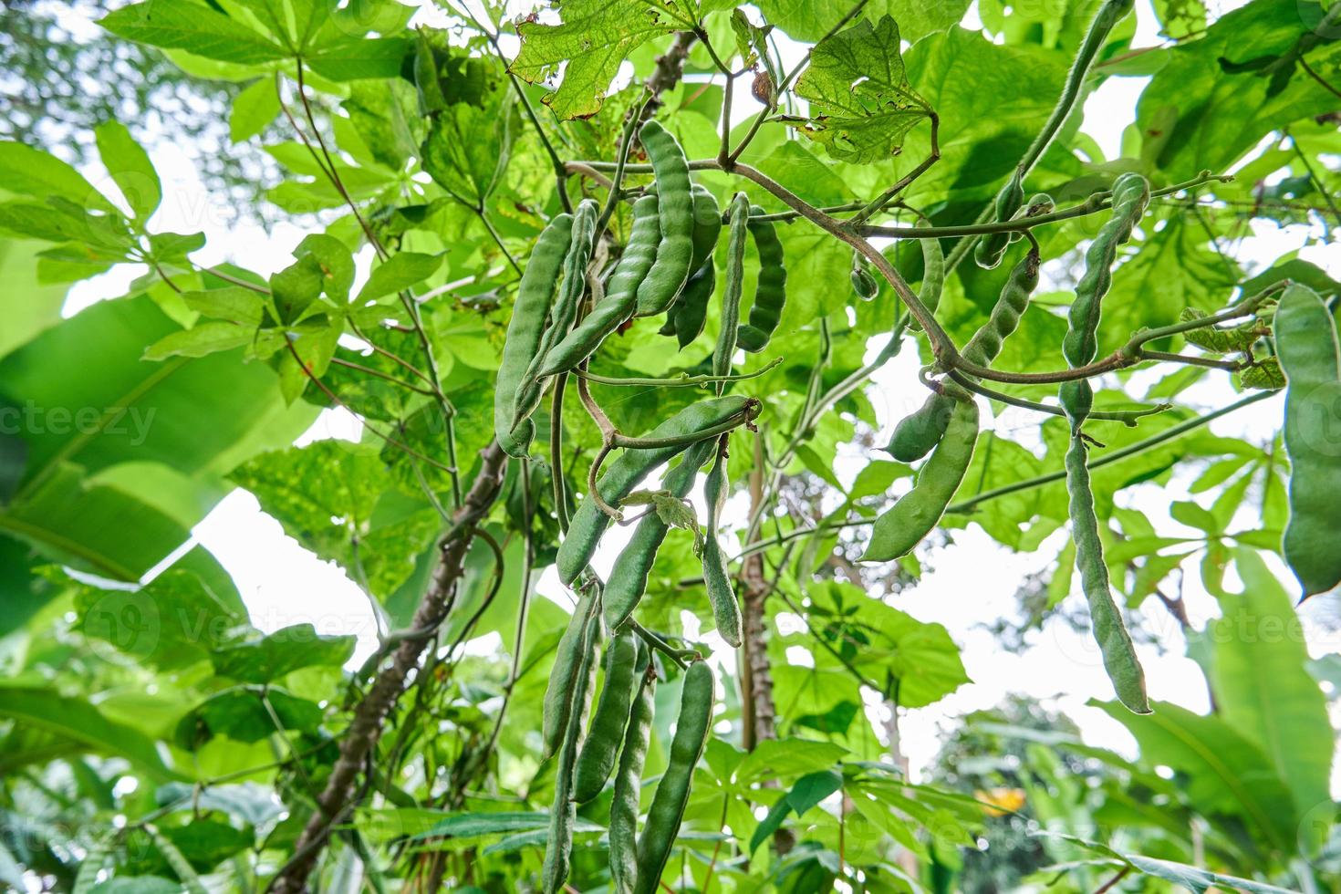 closeup of jicama seeds growing in a small garden 13679189 Stock Photo