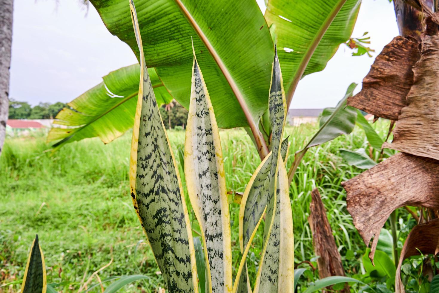 snake plant planted in a small garden photo