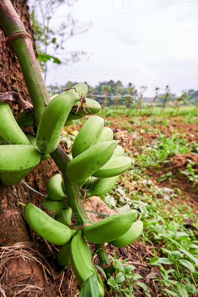 closeup of bananas in the garden growing. Fresh bananas are in the