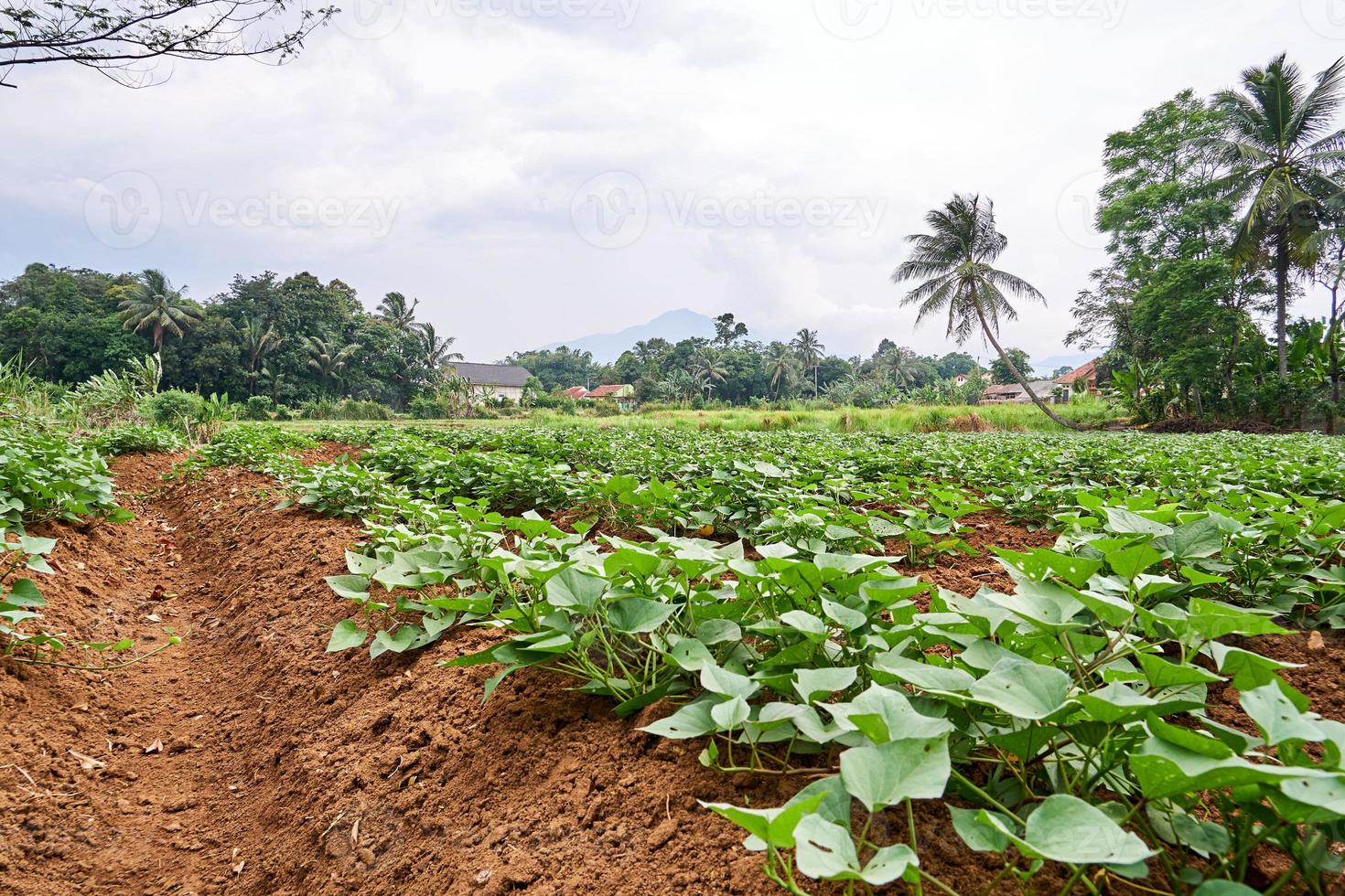 Beautiful landscape in the afternoon on the plantation beautiful sunset with sweet potato plantations photo