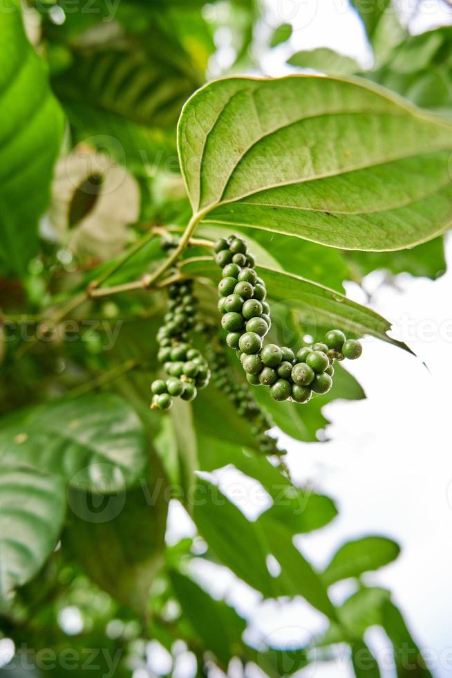 close-up of black pepper plant planted in a small garden. black pepper is growing a lot on the plantation. photo