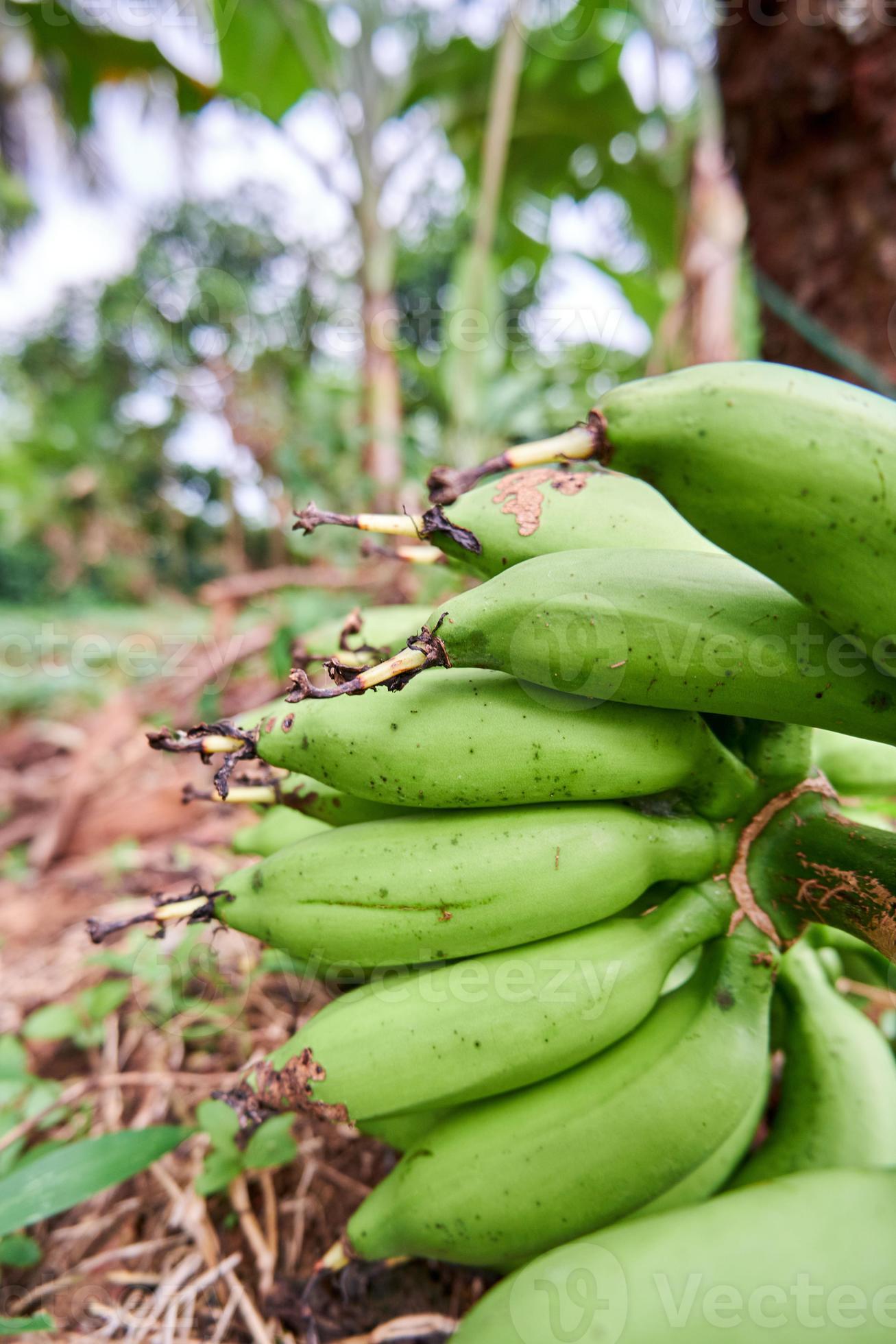 closeup of bananas in the garden growing. Fresh bananas are in the