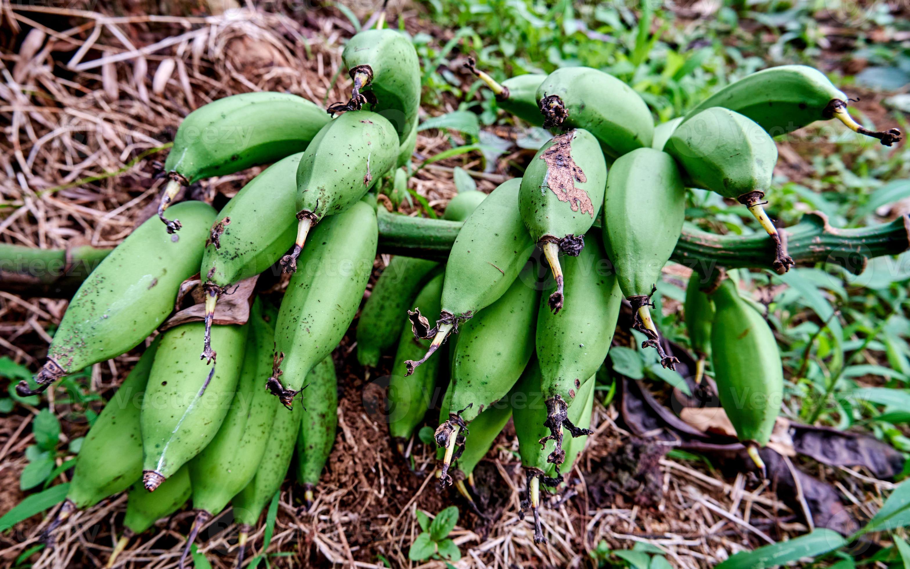 closeup of bananas in the garden growing. Fresh bananas are in the