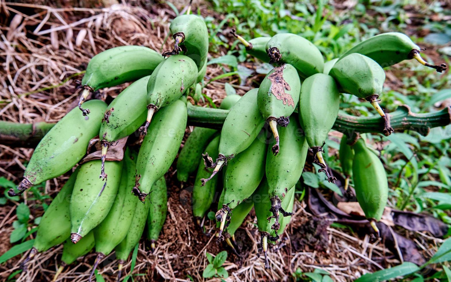 closeup of bananas in the garden growing. Fresh bananas are in the