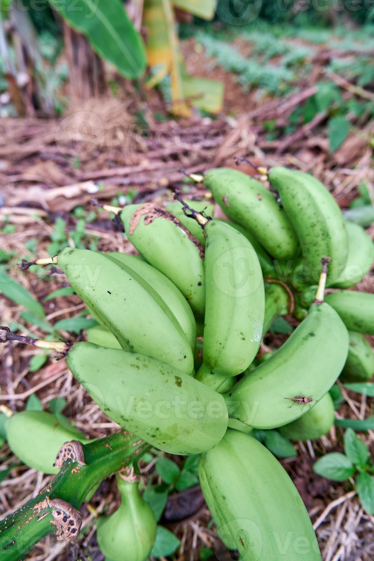 closeup of bananas in the garden growing. Fresh bananas are in the
