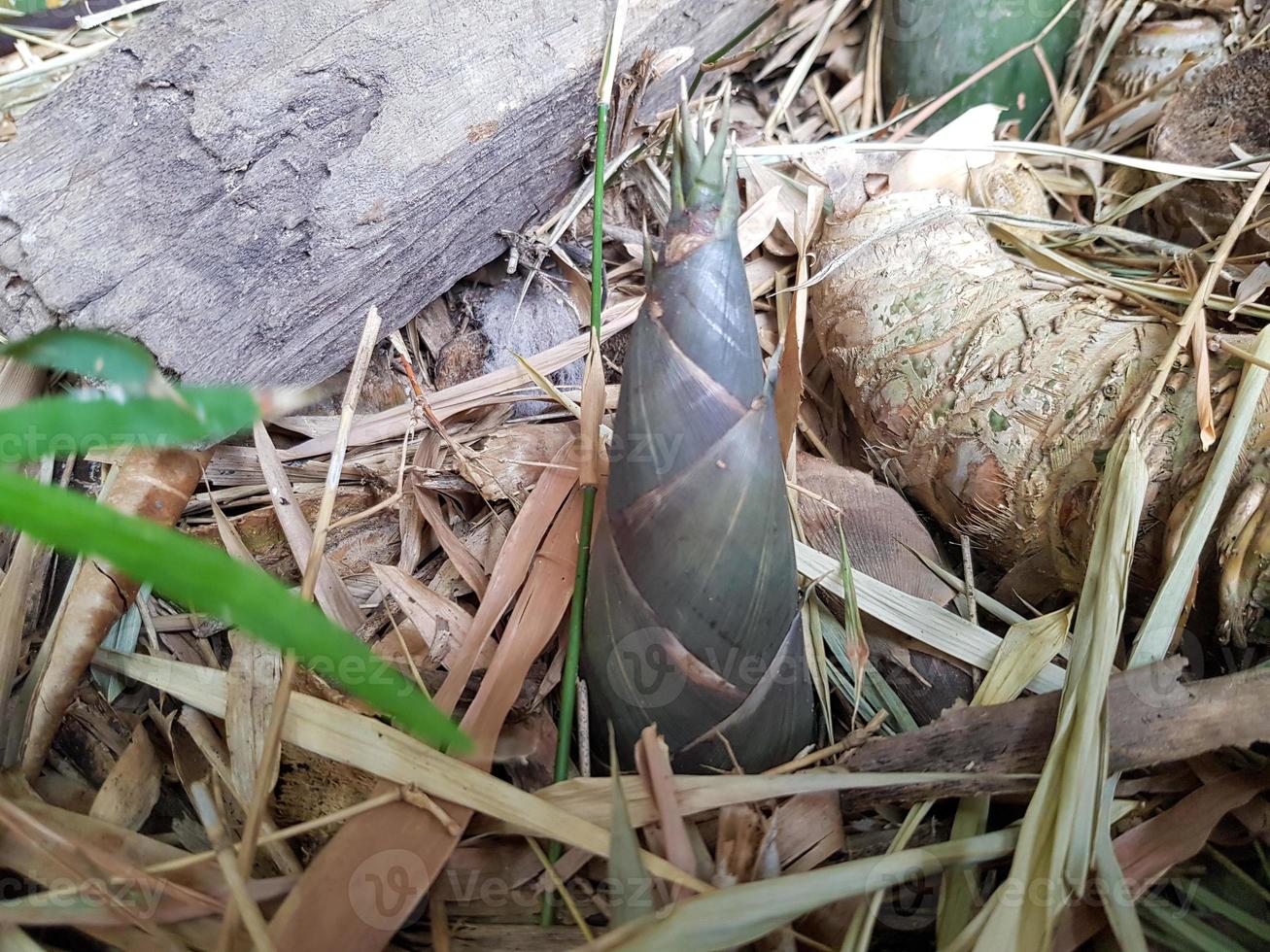 The bamboo shoot or Bamboo sprout which grows in the forest. photo