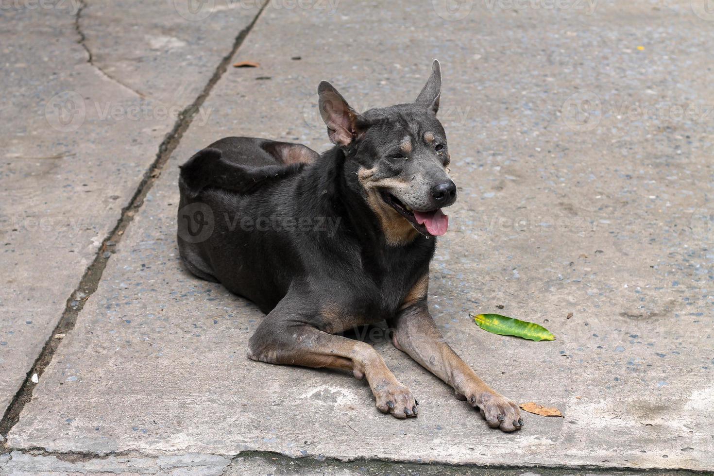 A fat black dog lay on a concrete road sticking his tongue on a hot day. photo