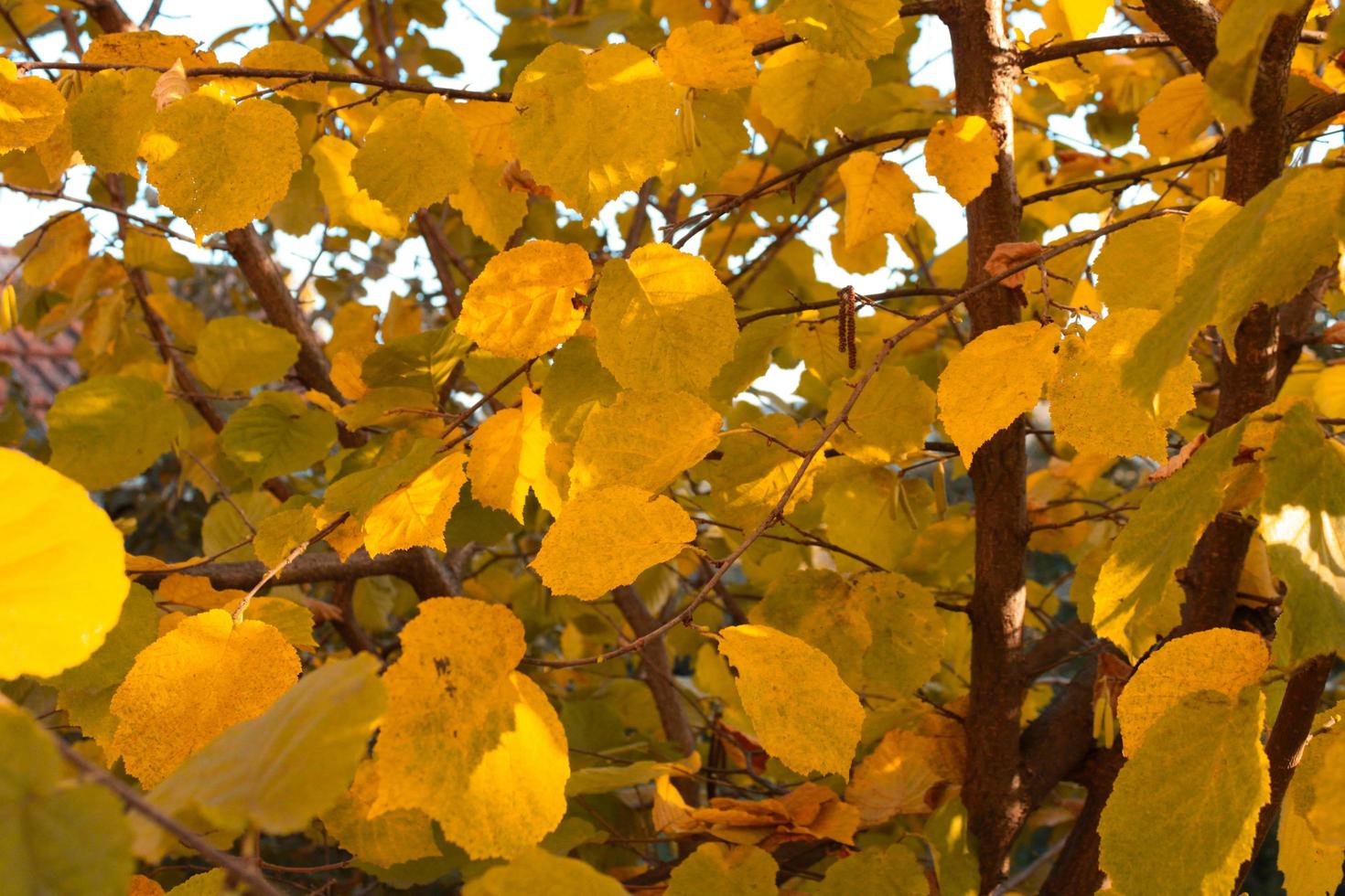 hojas amarillas en el arbol foto