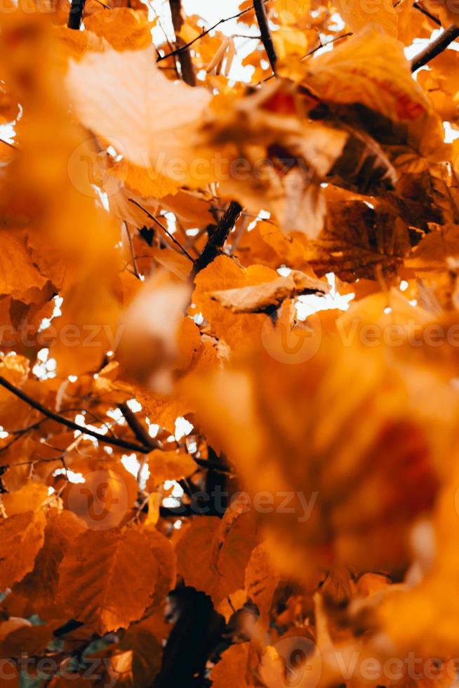 la magia de los colores del otoño foto