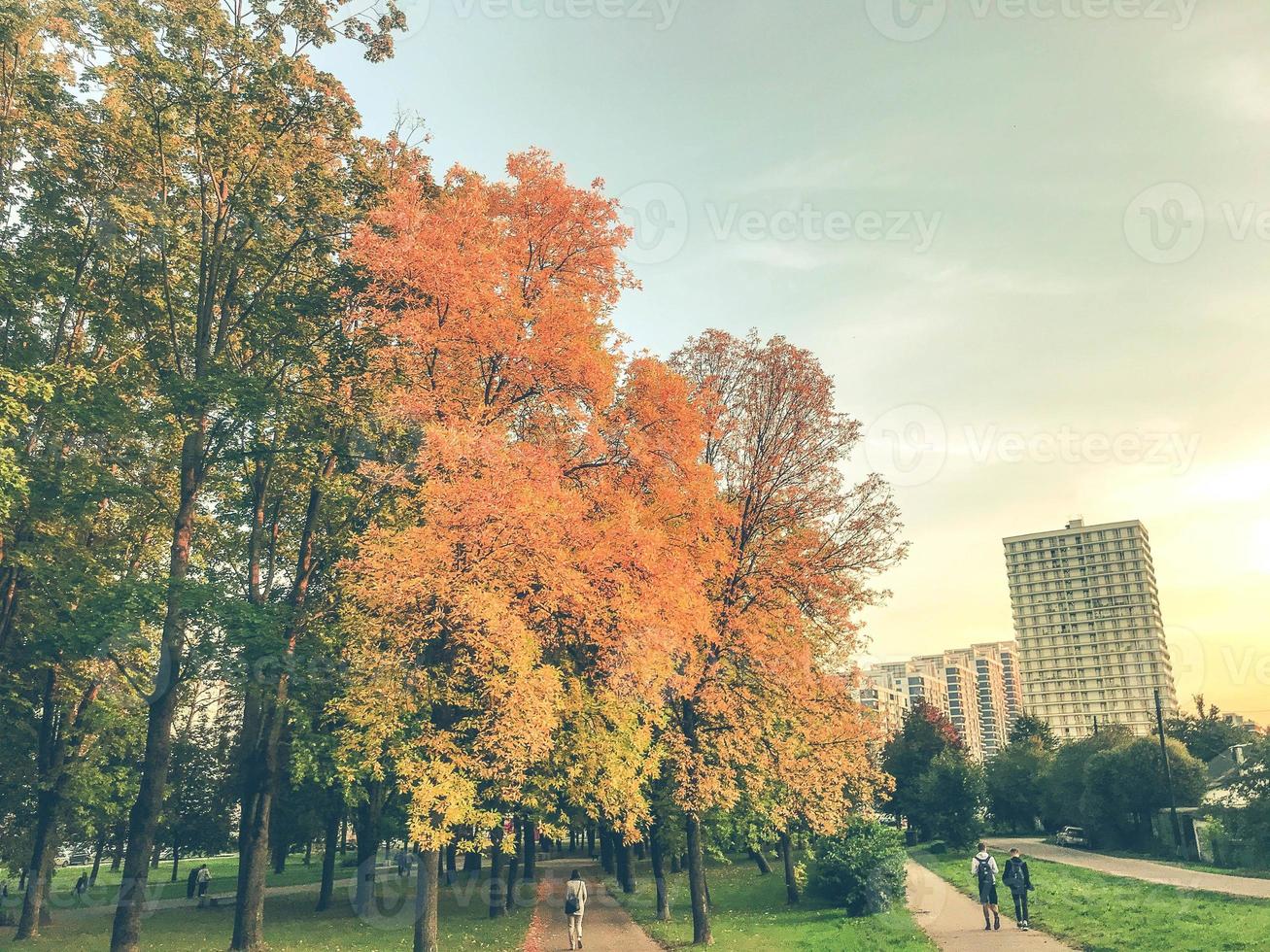 paisaje de otoño árboles con hojas secas y amarillas. caminar en el parque. descansar con amigos en la barbacoa. isla natural en el centro de la ciudad con altos edificios de varios pisos foto