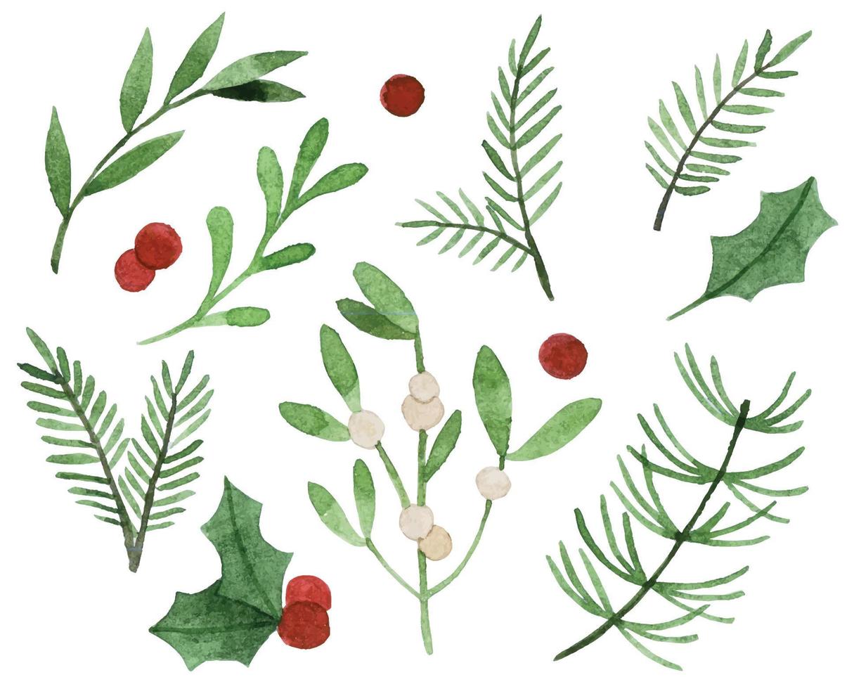 dibujo de acuarela. plantas navideñas conjunto de hojas y ramas simples de invierno, acebo, muérdago, abeto. vector