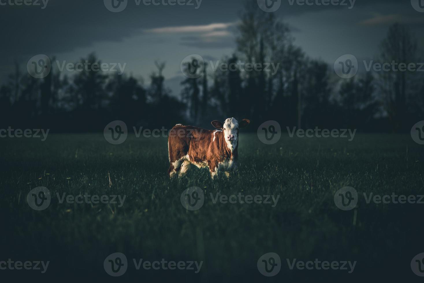 Cattle cub in a field photo