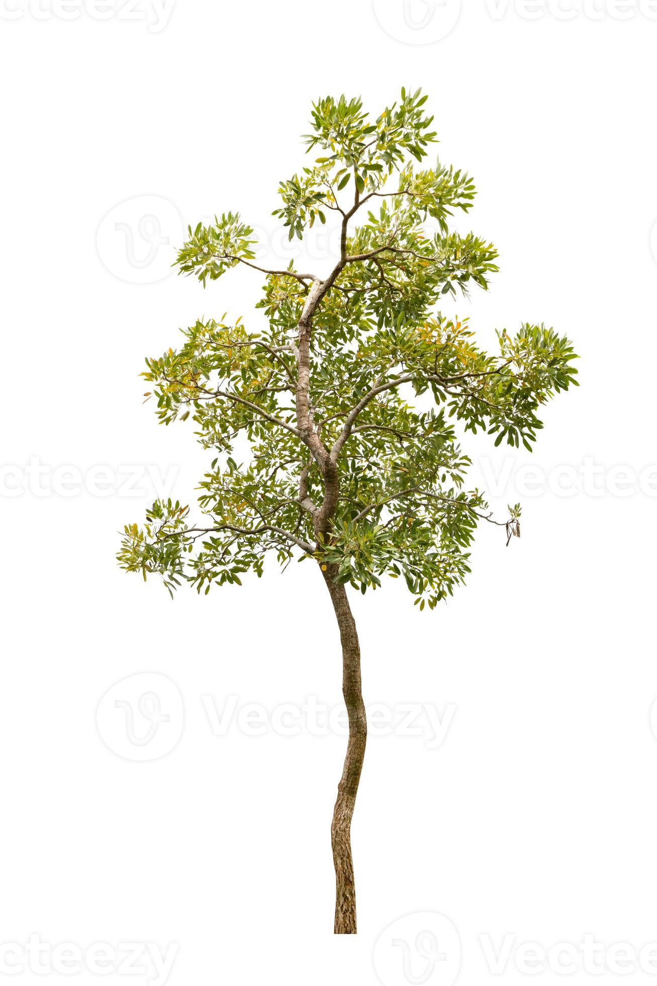 tree green and leaf beautiful isolated on white background 13682189