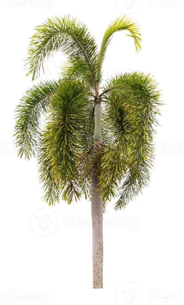 palm tree Ornamental plants beautiful isolated on white background photo