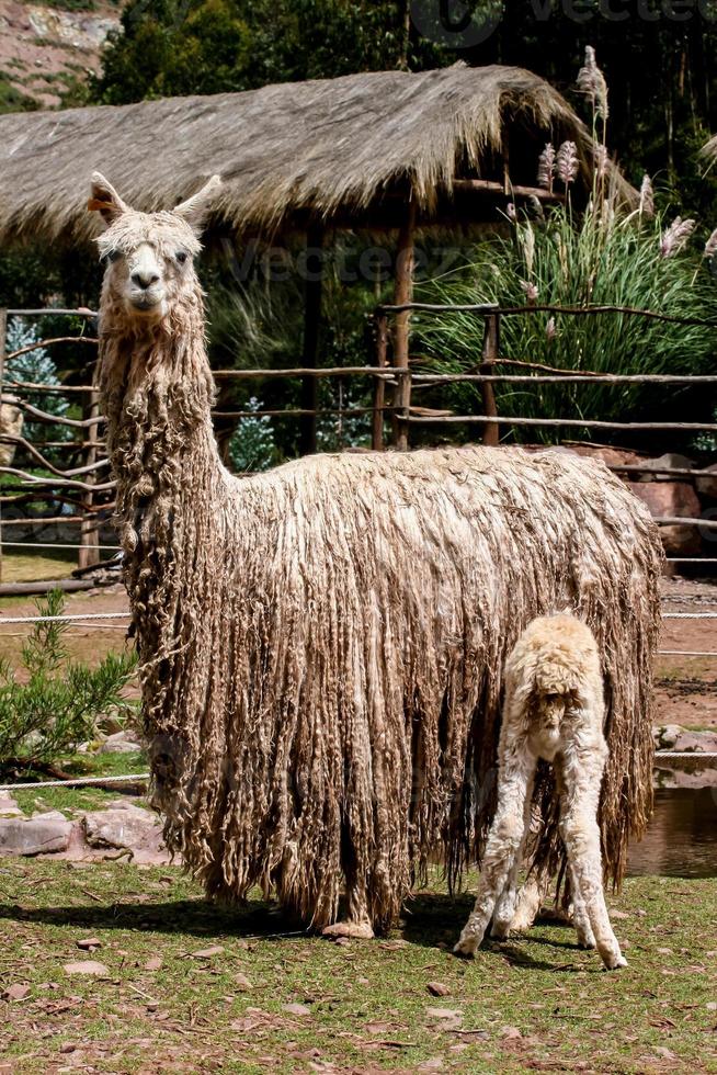 Suri alpaca on the farm photo