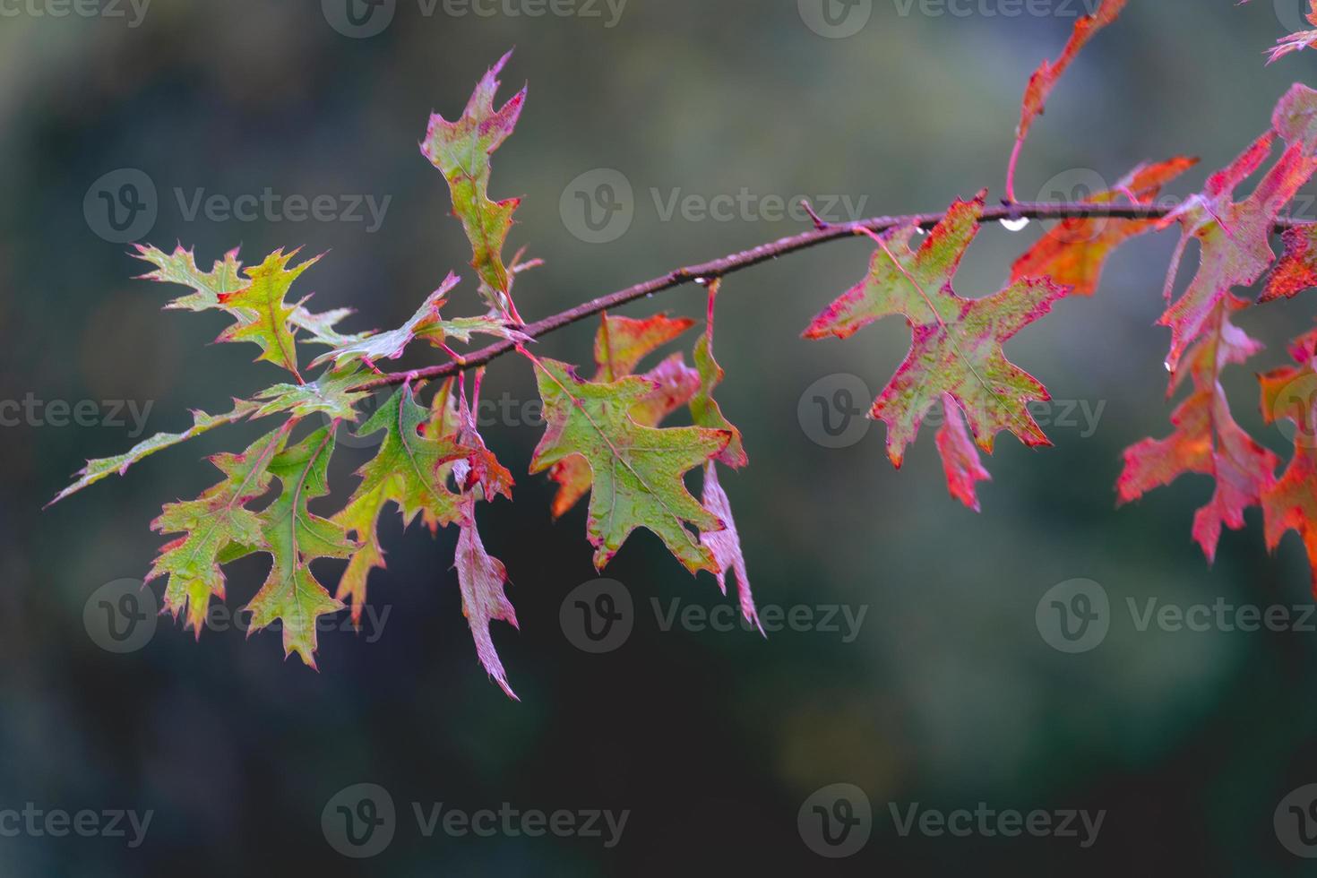 Close up from oak leaves in autumn. Abtwoudsebos, Delft, The Netherlands. photo