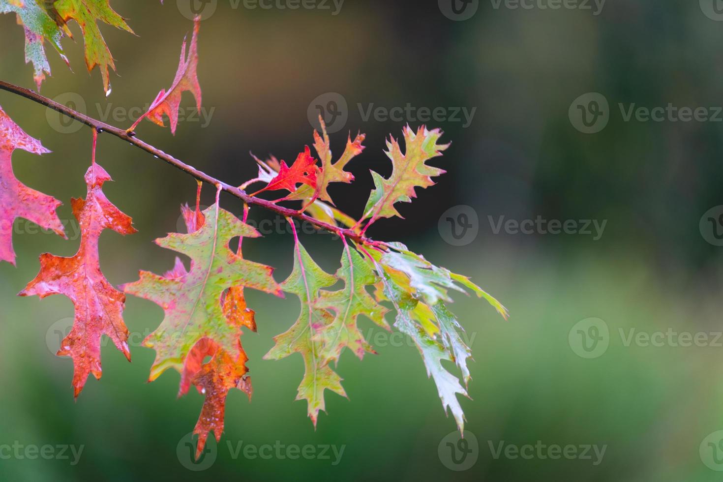 Close up from oak leaves in autumn. Abtwoudsebos, Delft, The Netherlands. photo