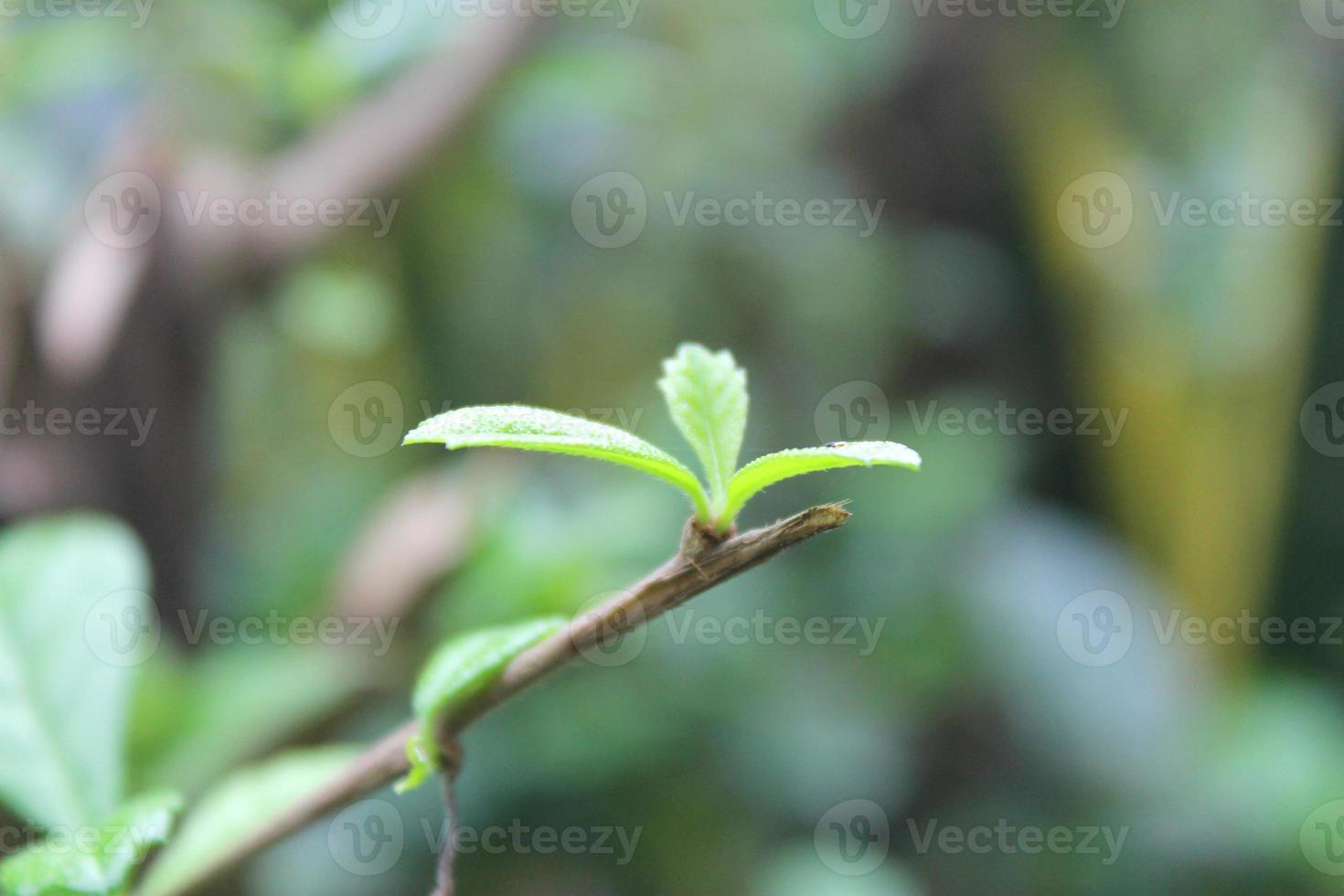 Natural green plants landscape using as a background or wallpaper. photo