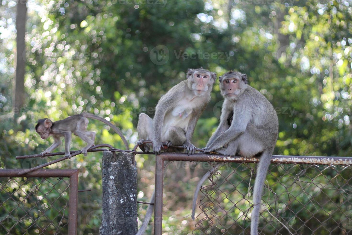 Pure love between mom and baby,Monkey mom and monkey baby. photo