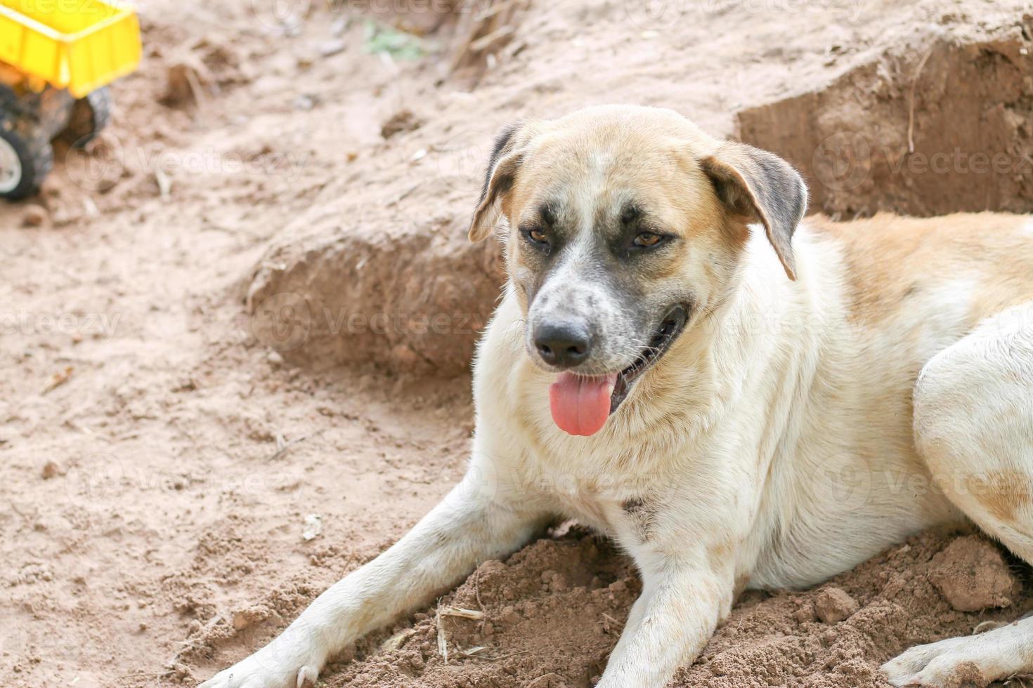 el perro blanco yacía esperando amigos en el suelo. mientras el clima es cálido foto