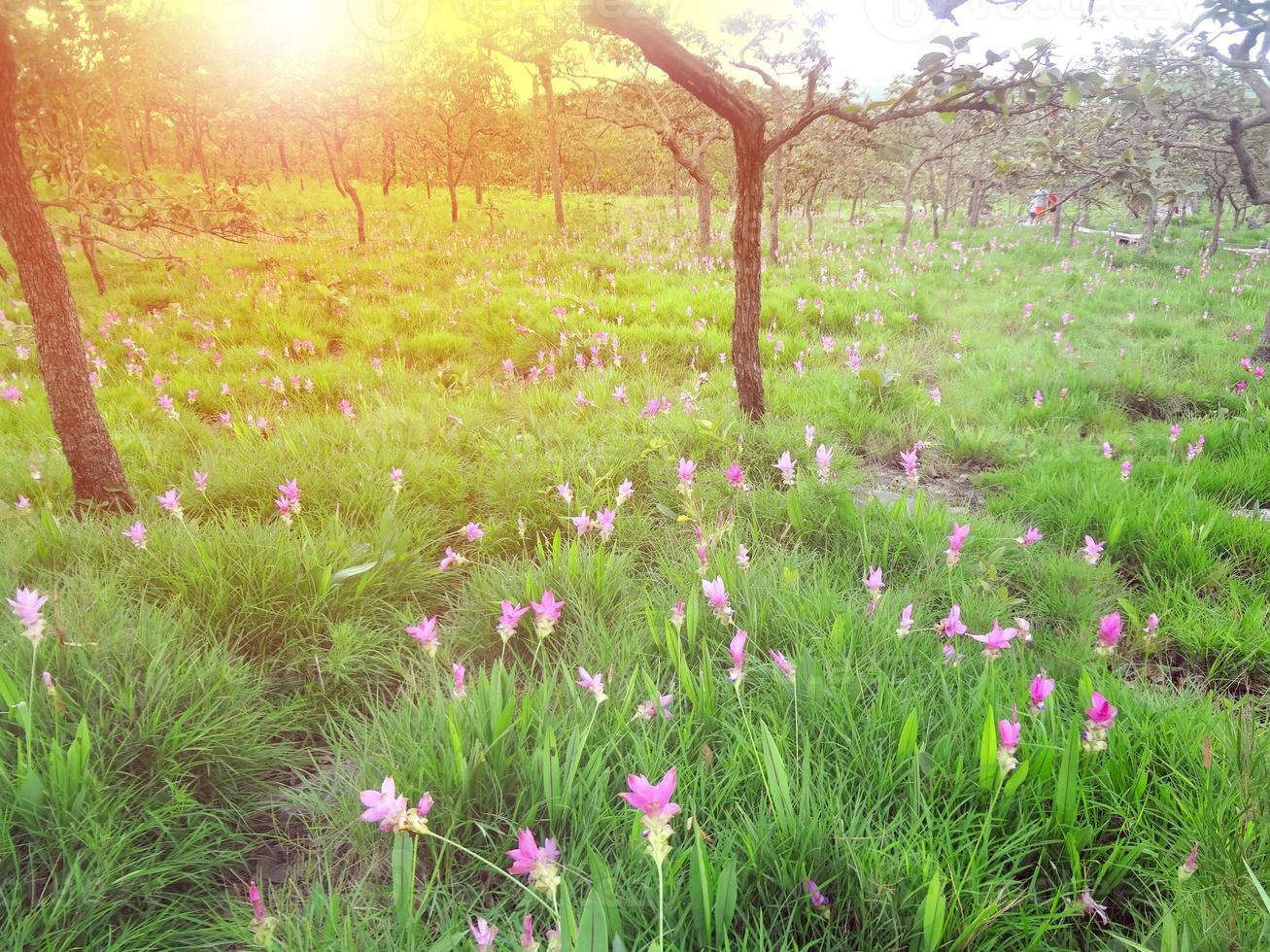 Pink Siam tulip flowers is called Krachai flower , Curcuma sessilis flowers field are blooming in rainy season on the mountain beautiful landscape. photo