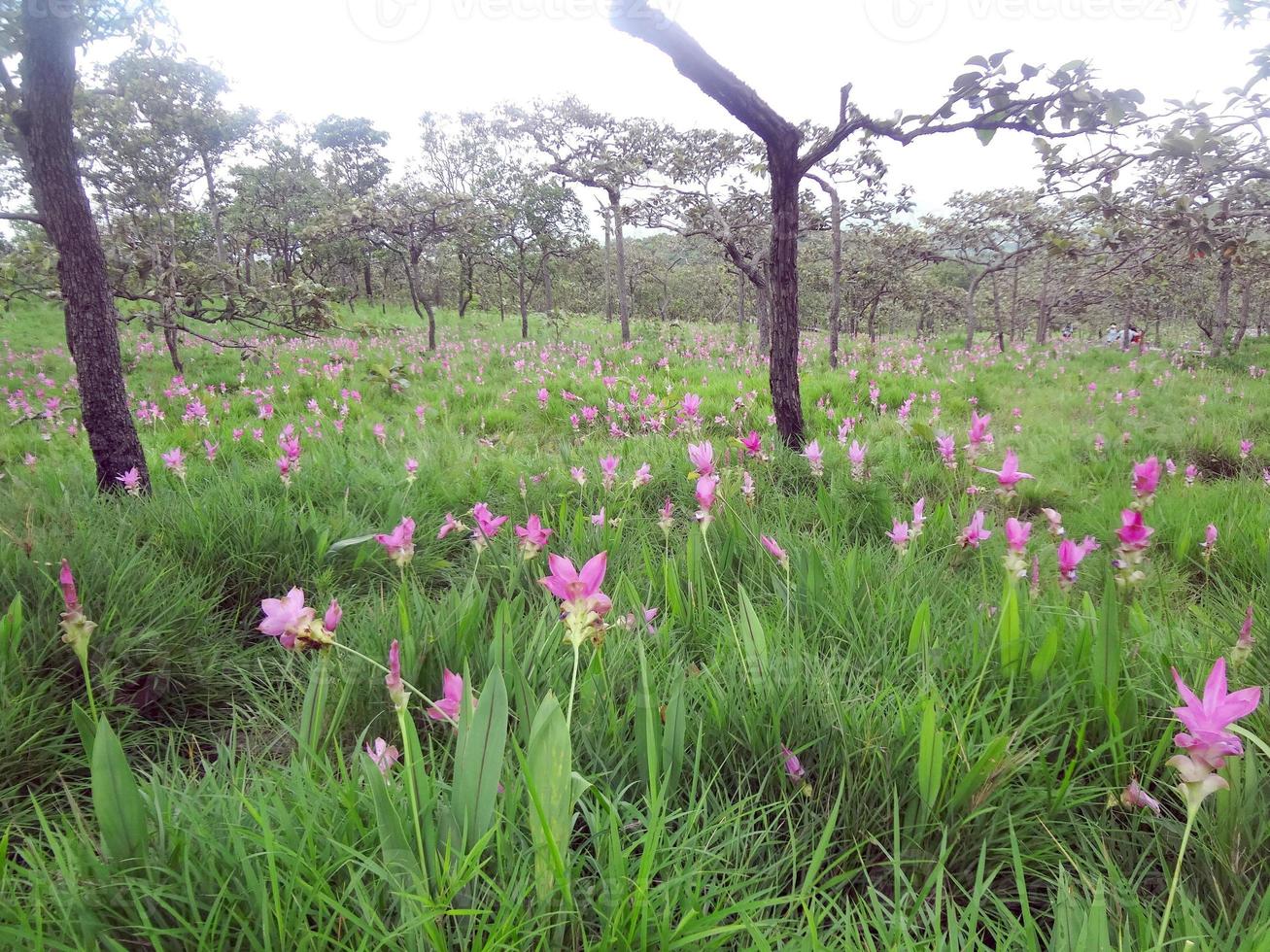 las flores de tulipán rosa de siam se llaman flor de krachai, el campo de flores de curcuma sessilis está floreciendo en la temporada de lluvias en el hermoso paisaje de la montaña. foto