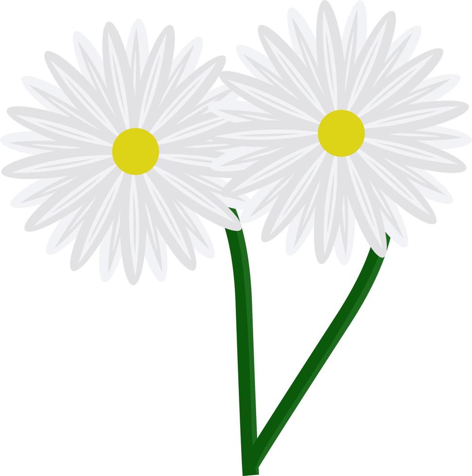 White flowers, illustration, vector on white background