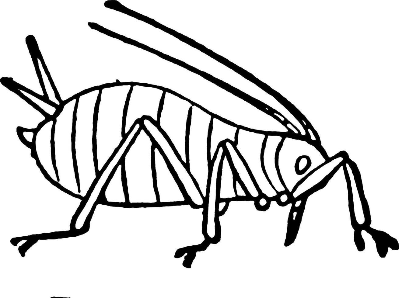 Aphid, vintage illustration. vector