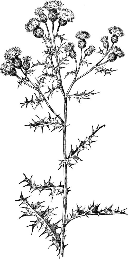 Canada Thistle vintage illustration. vector