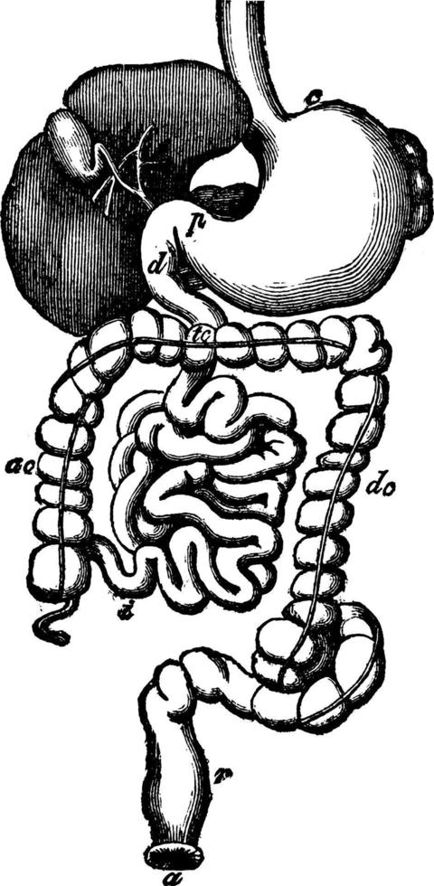 Human Digestive Organs, vintage illustration. vector