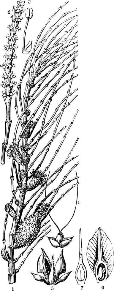 ilustración vintage de madera de vacuno. vector