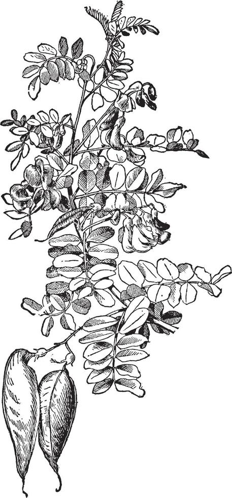 Colutea Arborescens vintage illustration. vector