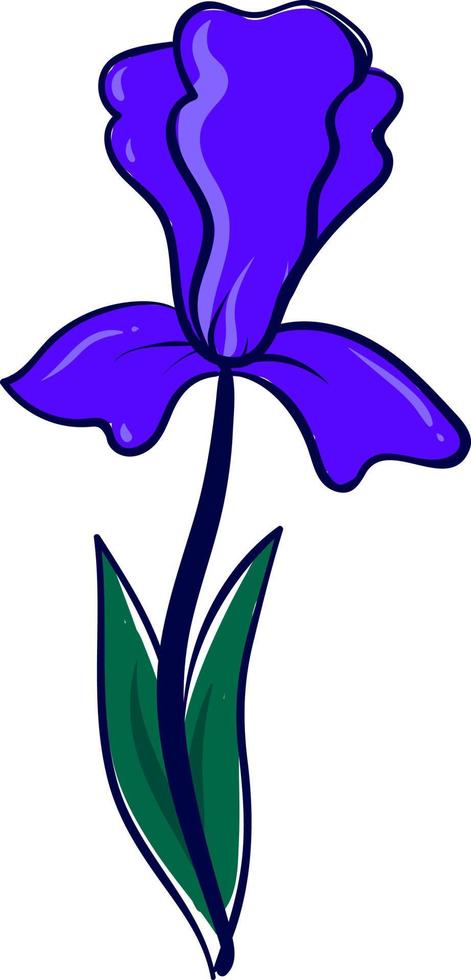 flor de iris, ilustración, vector sobre fondo blanco.