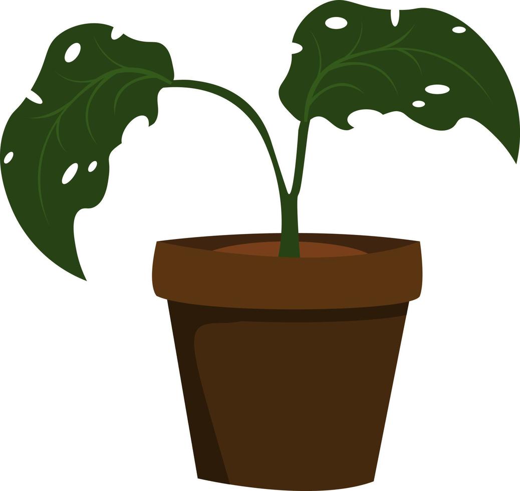 planta en una maceta, ilustración, vector sobre fondo blanco