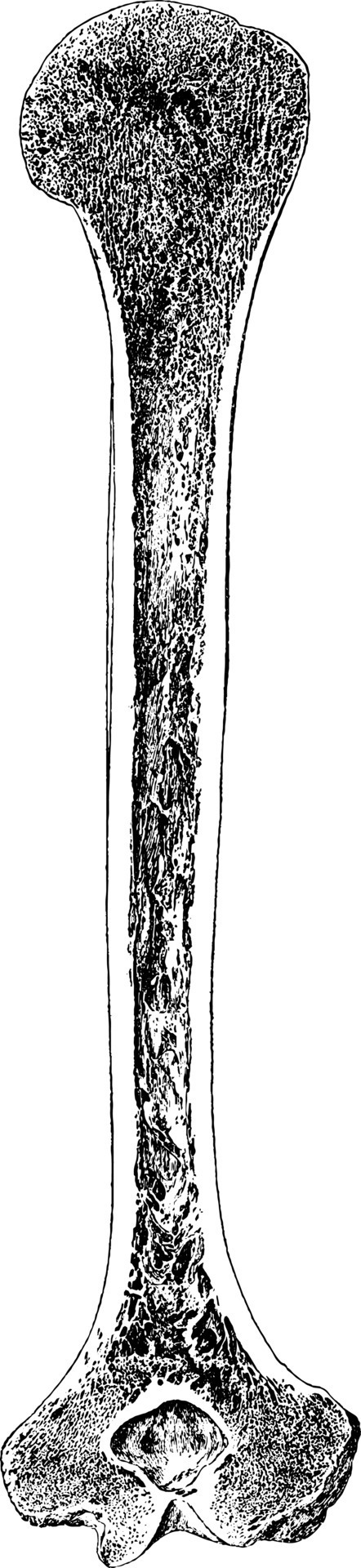 Longitudinal Section of Humerus, vintage illustration. 13683483 Vector Art  at Vecteezy