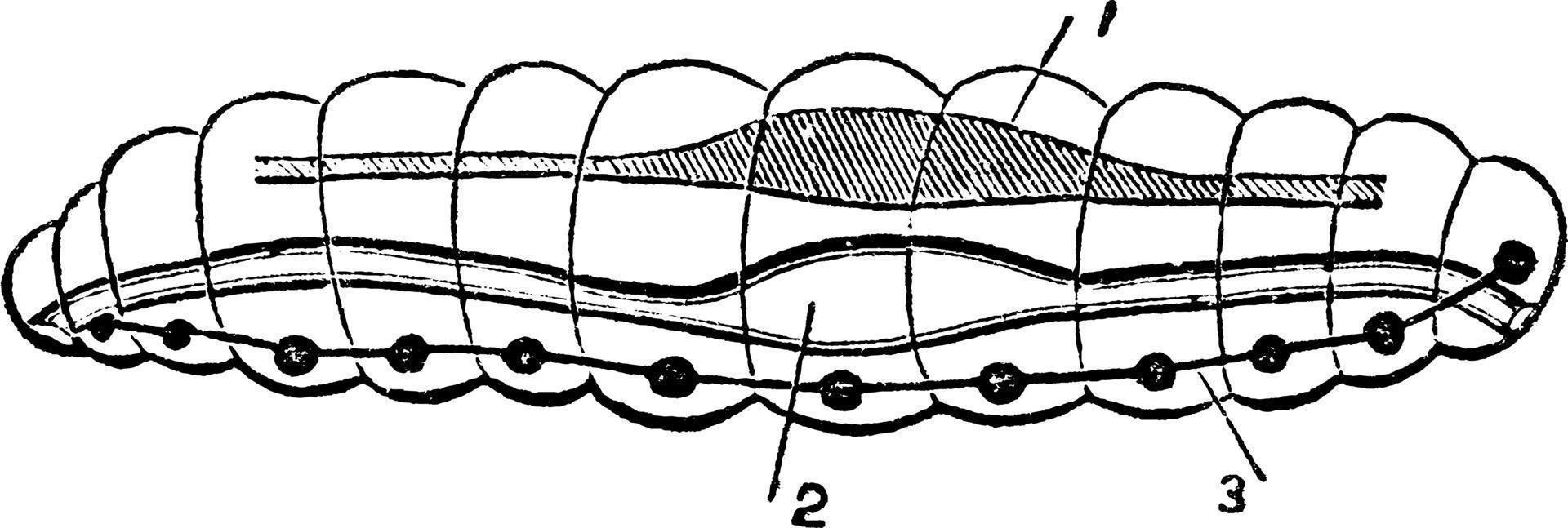 Diagram of an Annulosa, vintage illustration. vector