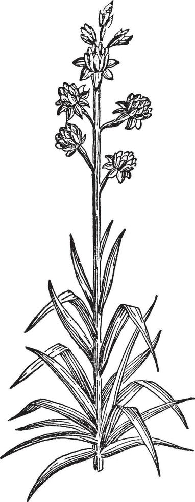 Tuberose vintage illustration. vector