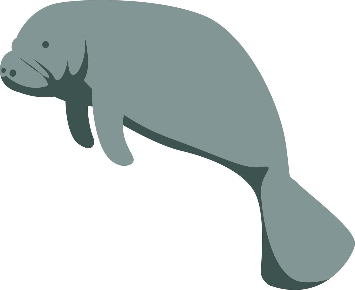 Manatee animal, illustration, vector on white background.