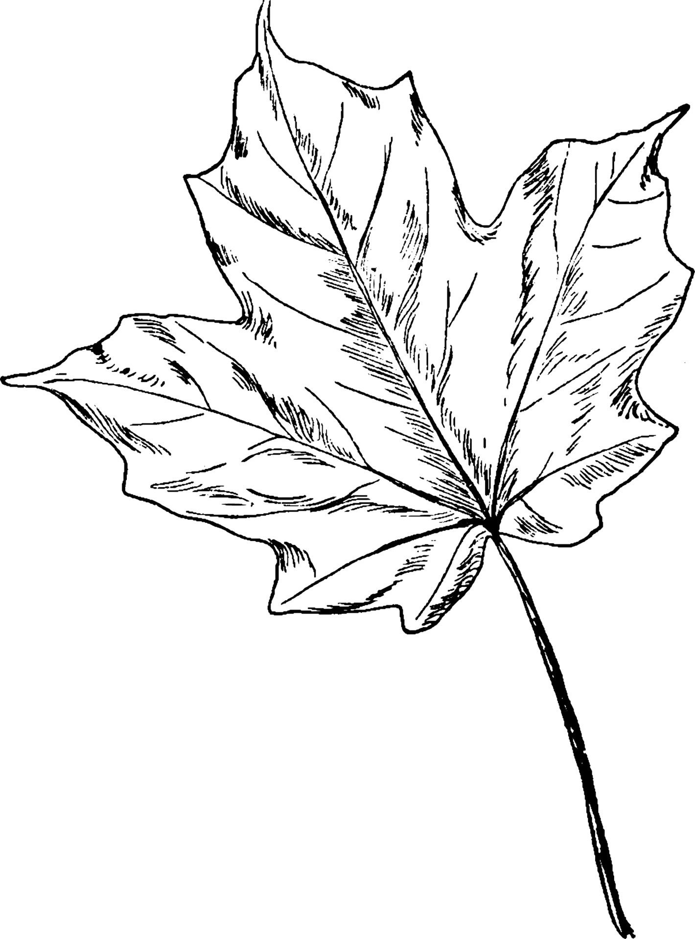 Antique illustration of maple leaf