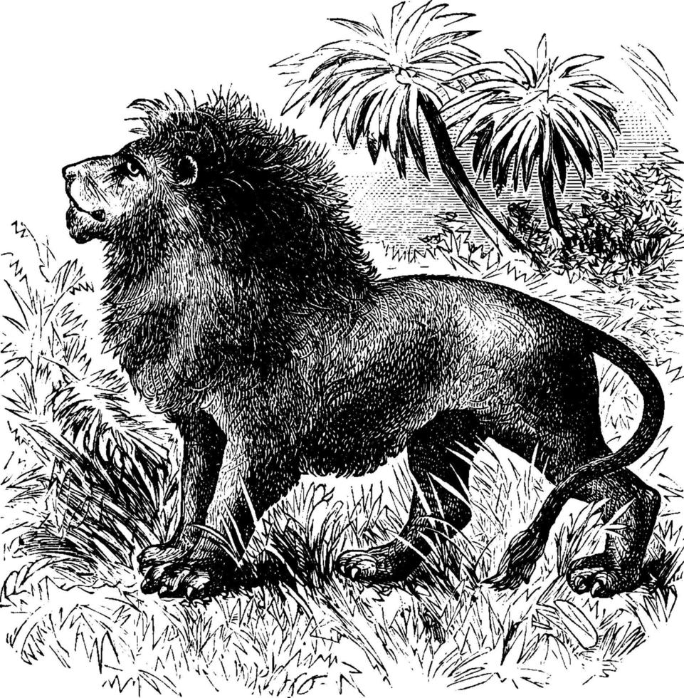león, ilustración vintage. vector