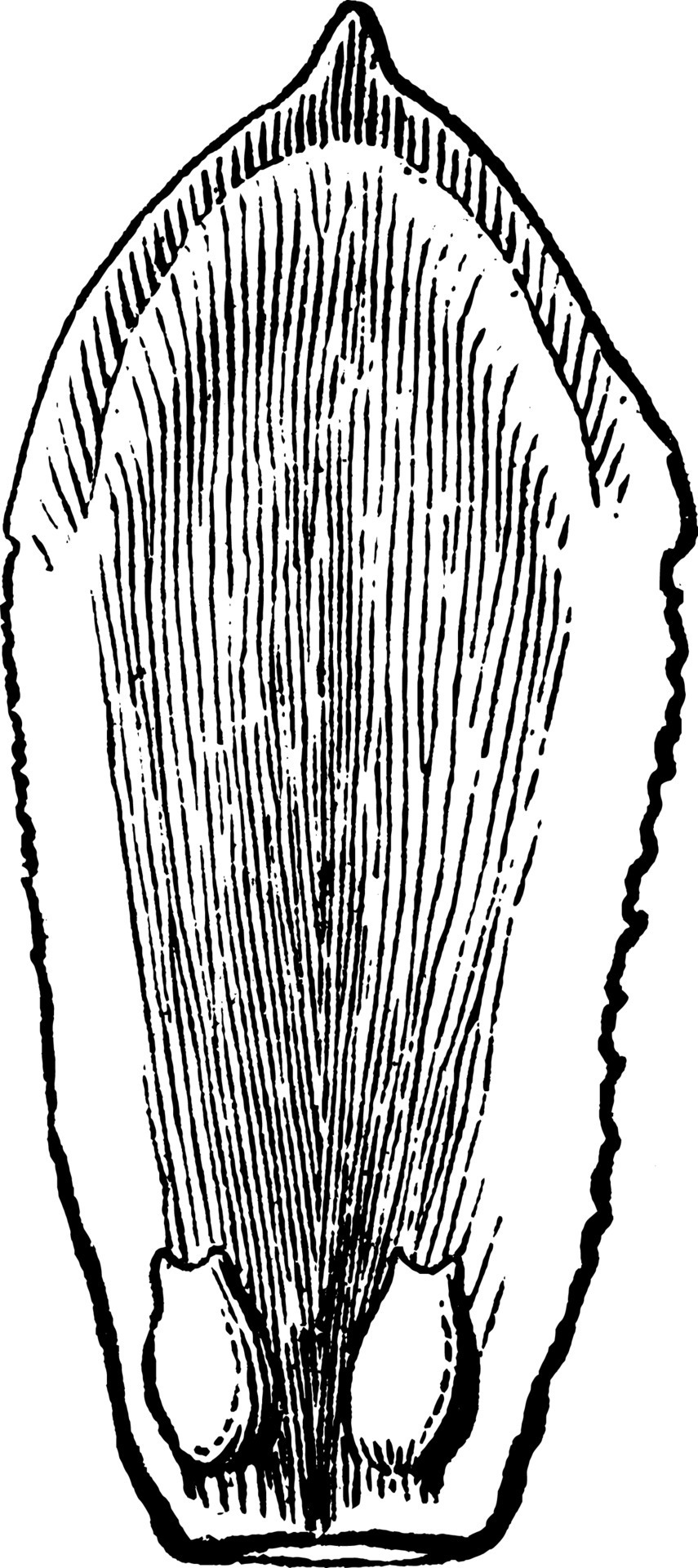 ArborVitae vintage illustration. 13683943 Vector Art at Vecteezy