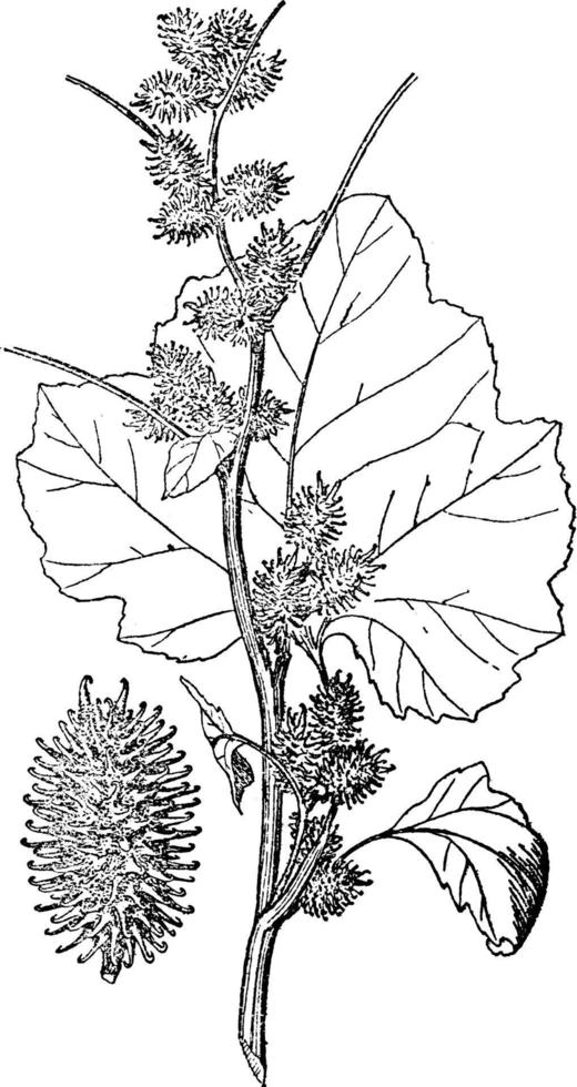 ilustración de la vendimia de la cascarilla de berberecho. vector