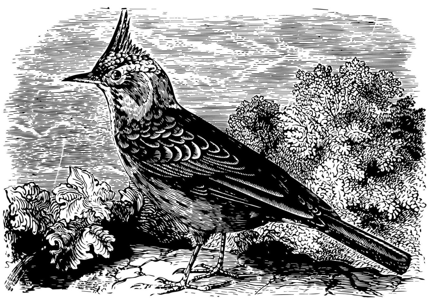 Crested Lark, vintage illustration. vector