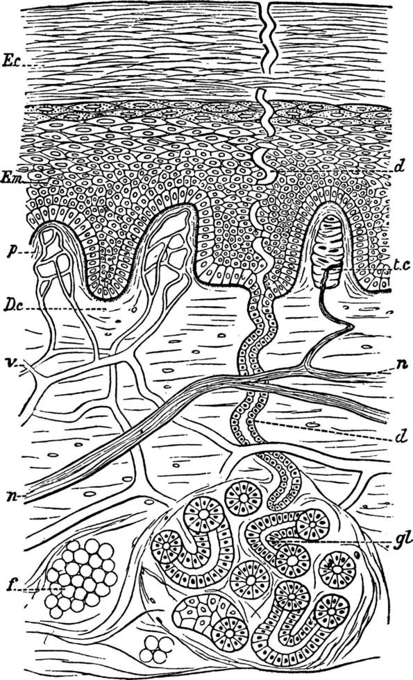 Structure of the Skin, vintage illustration. vector