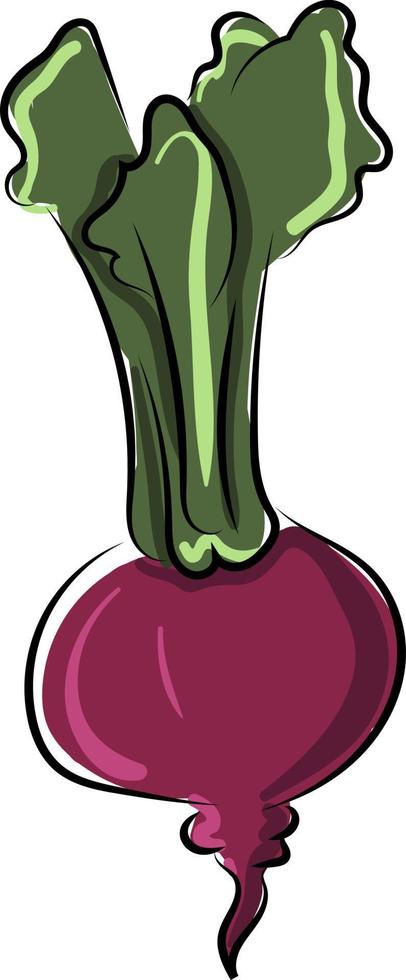 Fresh beet, illustration, vector on white background.