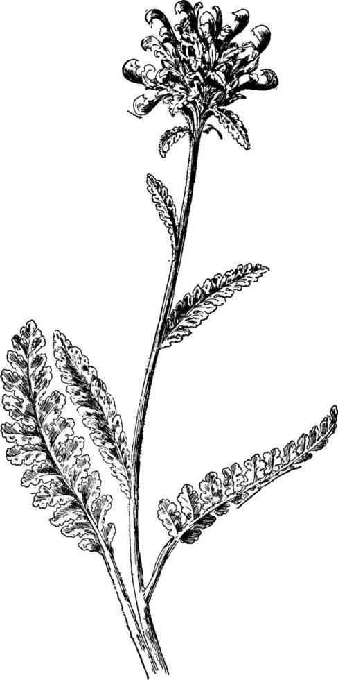 Lousewort vintage illustration. vector